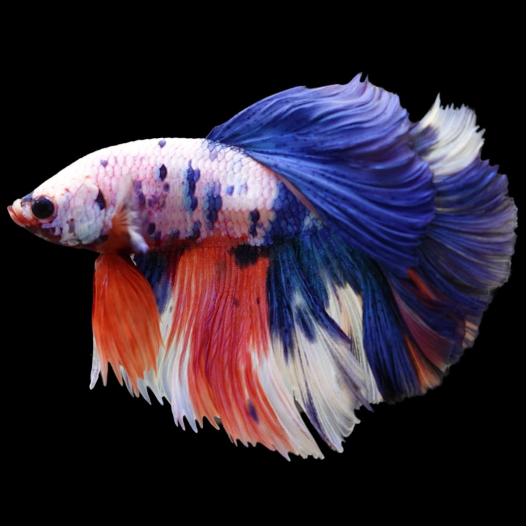Rare Halfmoon Multicolors Betta Fish
