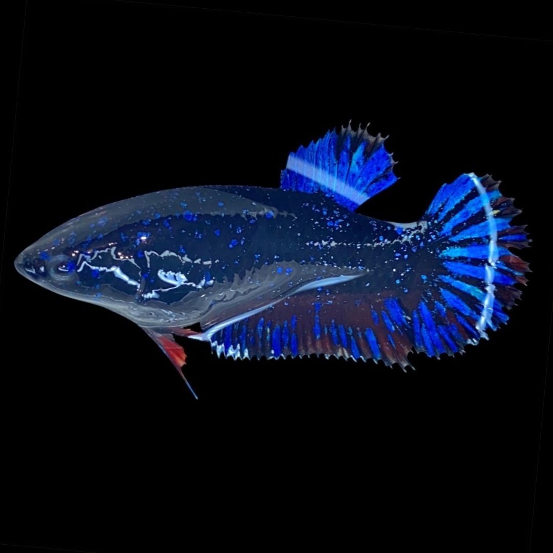 Rare Avatar Betta Fish