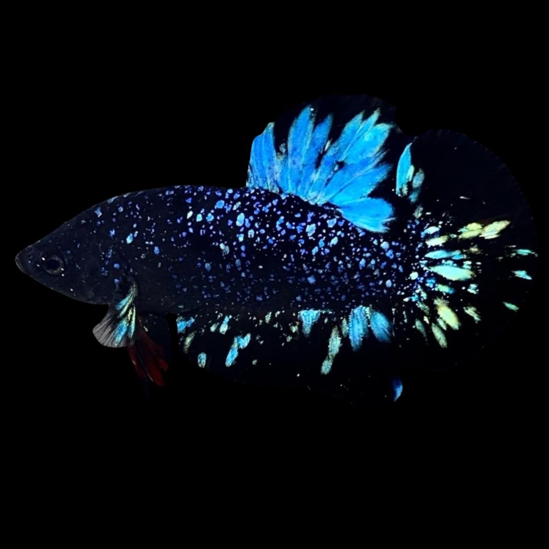 Rare Avatar Betta Fish