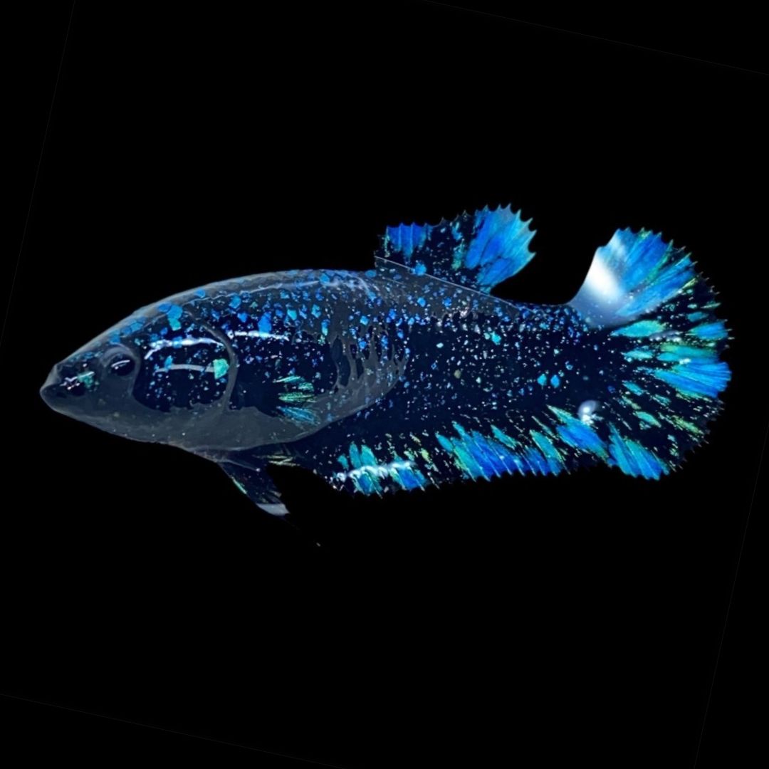 Rare Avatar Betta Fish