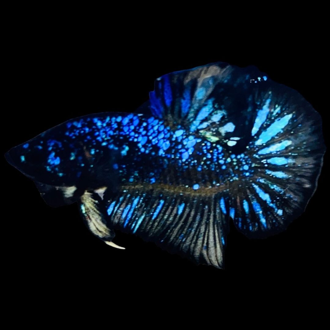 Rare Avatar Betta Fish