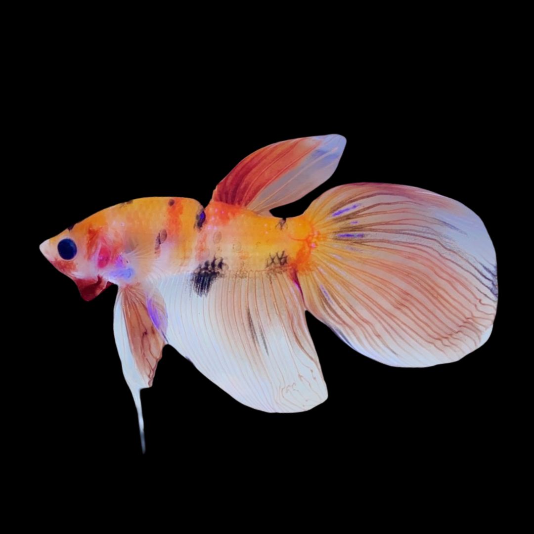 Rare Veiltail Koi Betta Fish