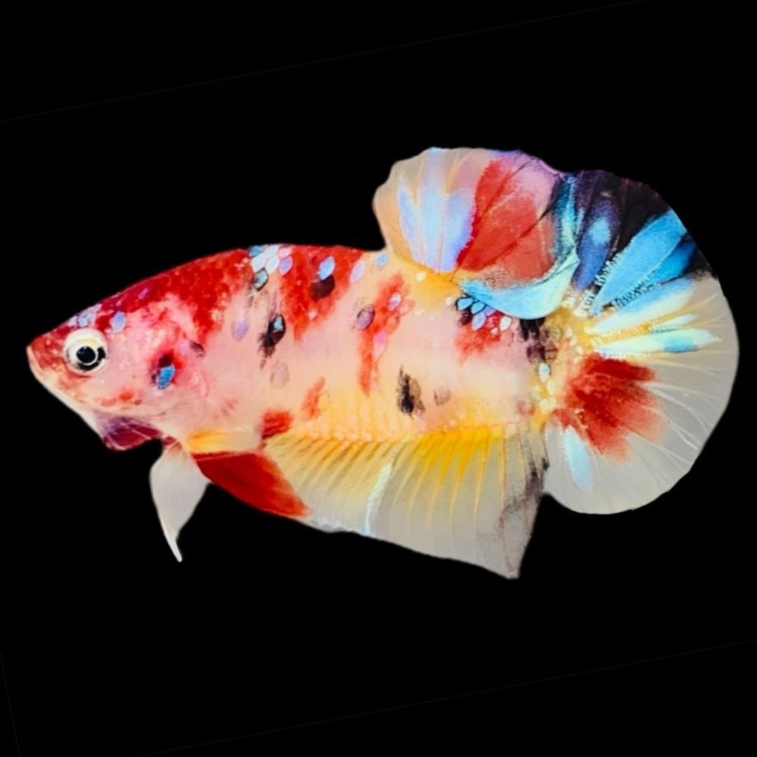 Rare Koi Multicolors Betta Fish