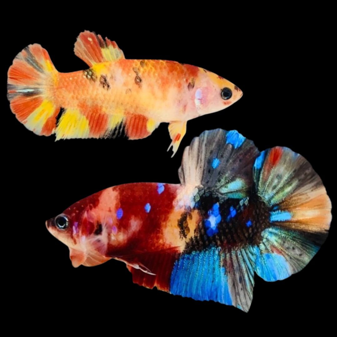 Rare Pair Koi Multicolors Betta Fish