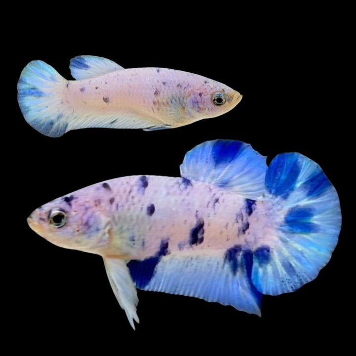 Rare Pair Blue Marble Dot Betta Fish