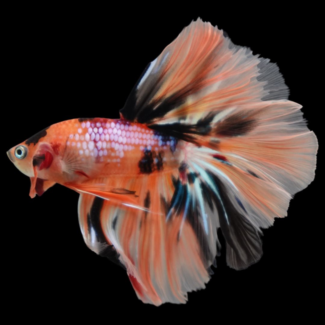 Rare Halfmoon Multicolors Betta Fish