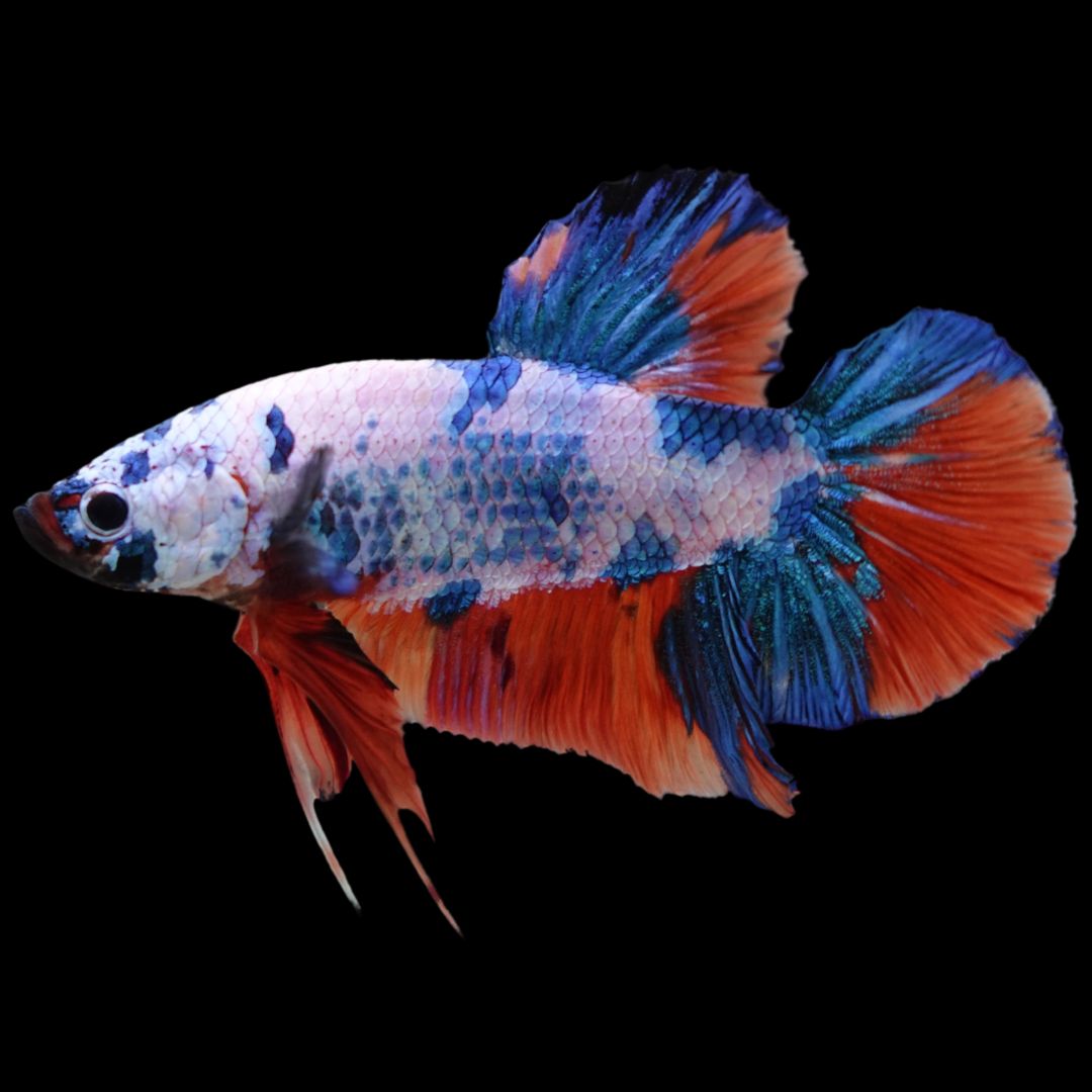 Rare Giant Multicolors Betta Fish