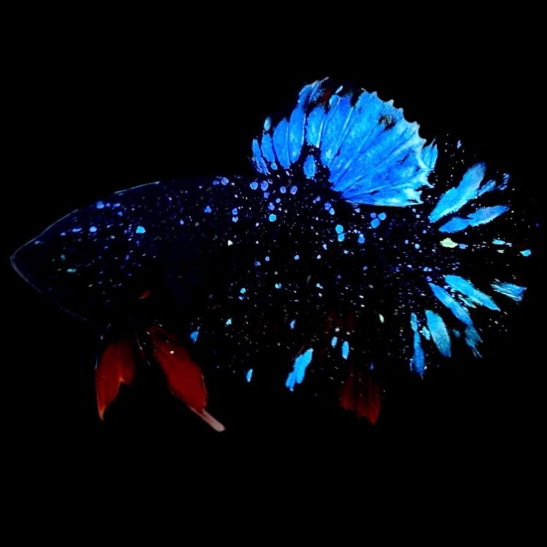 Rare Avatar Betta Fish