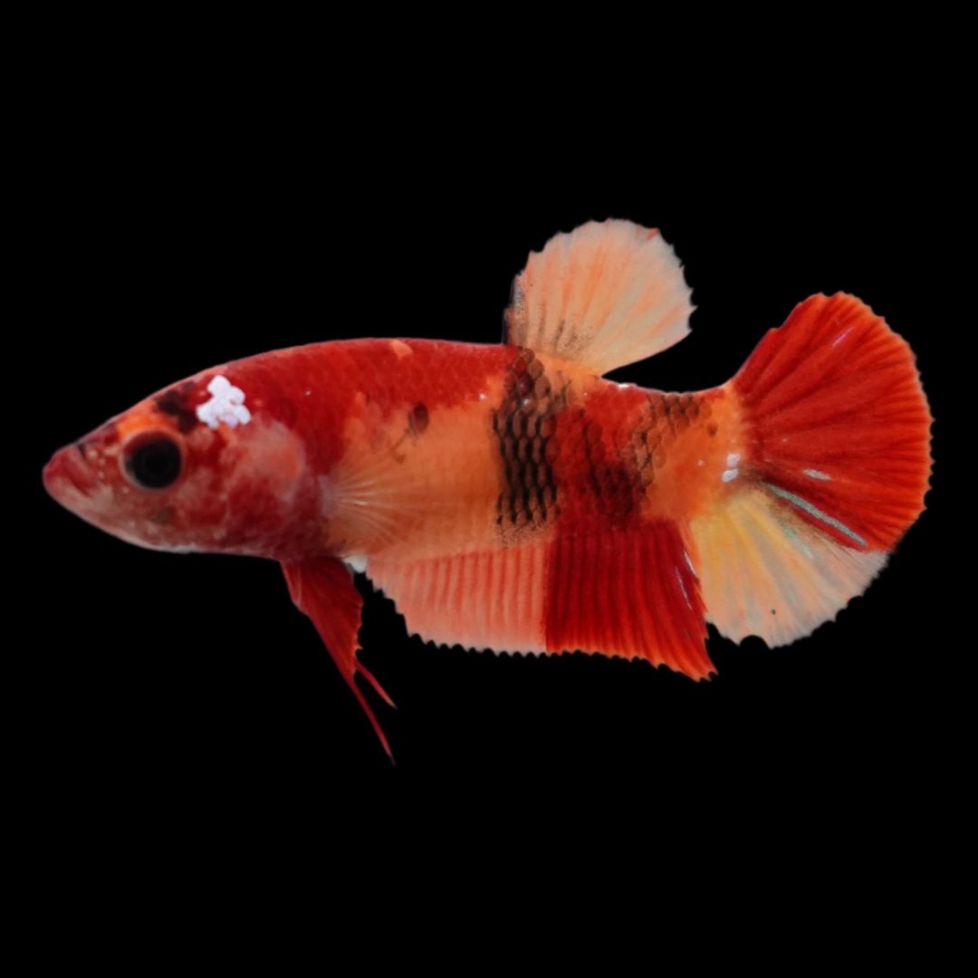 Rare Koi Multicolors Betta Fish