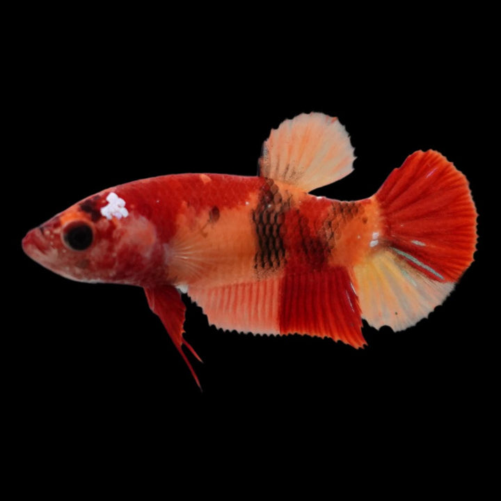 Rare Koi Multicolors Betta Fish