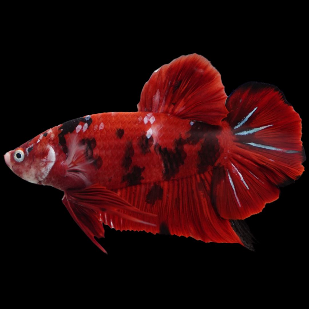 Rare Giant Multicolors Betta Fish