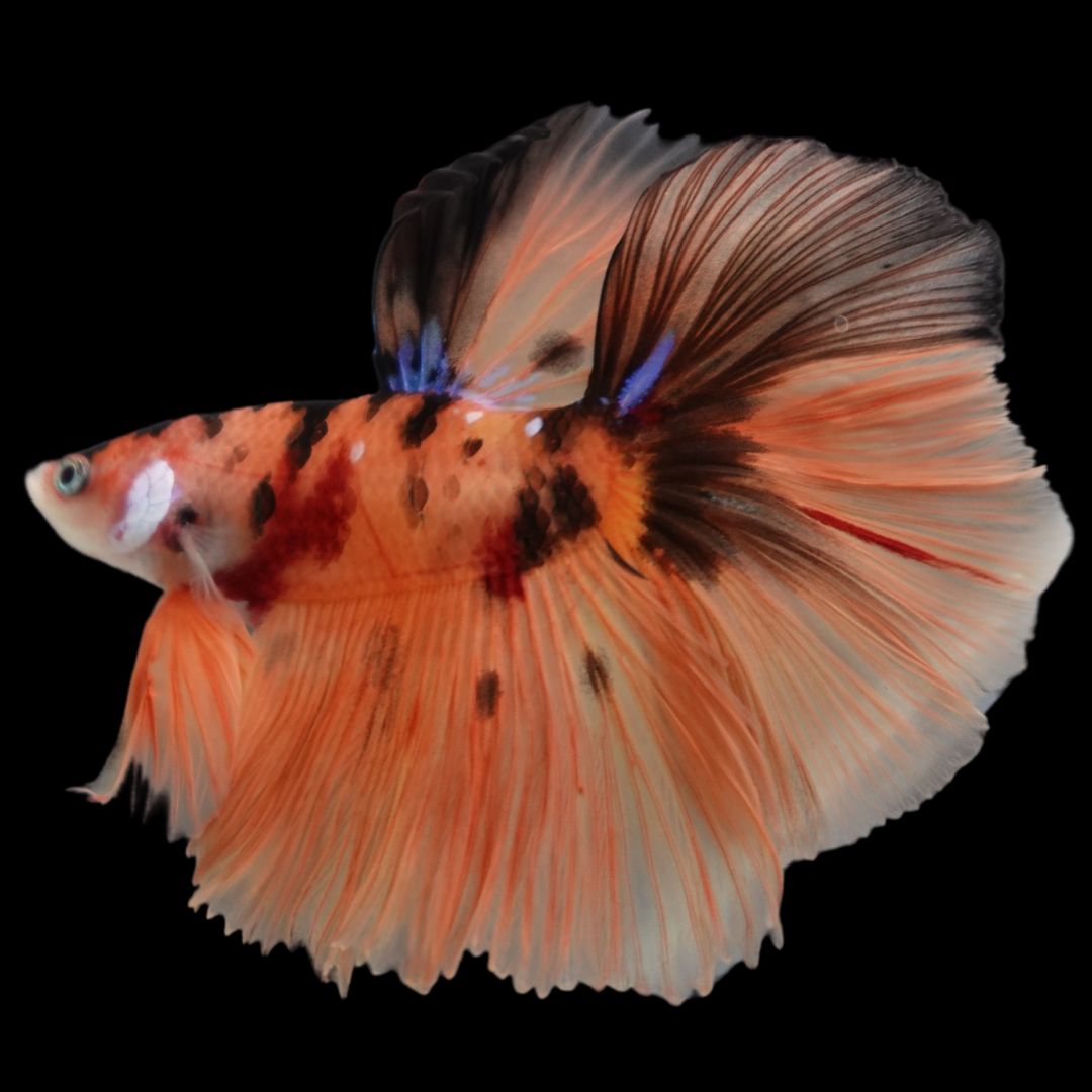 Rare Halfmoon Multicolors Betta Fish