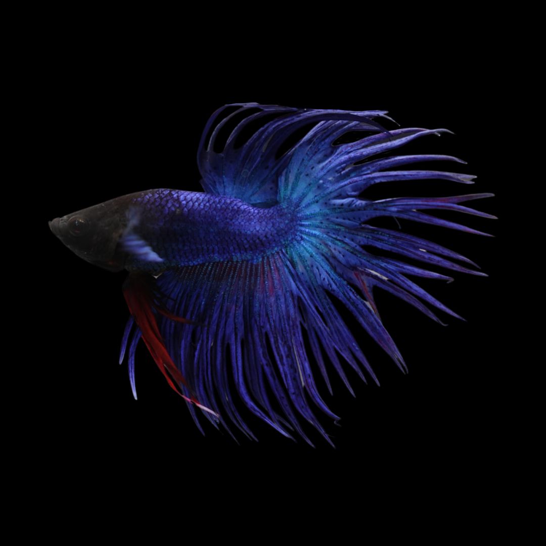 Crowntail Blue Betta Fish 