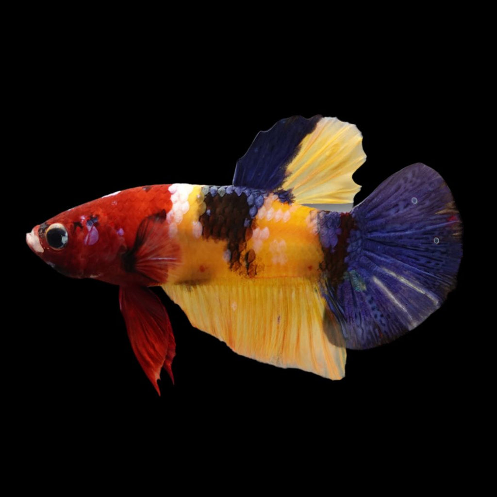 『AMAZING THAI BETTA』 Competition grade - Multicolor Betta Fish For Sale