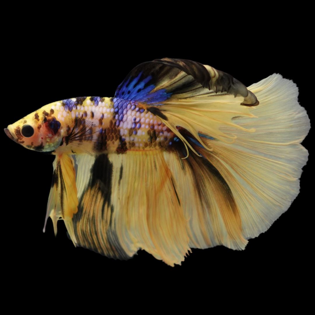 Rare Halfmoon Multicolors Betta Fish