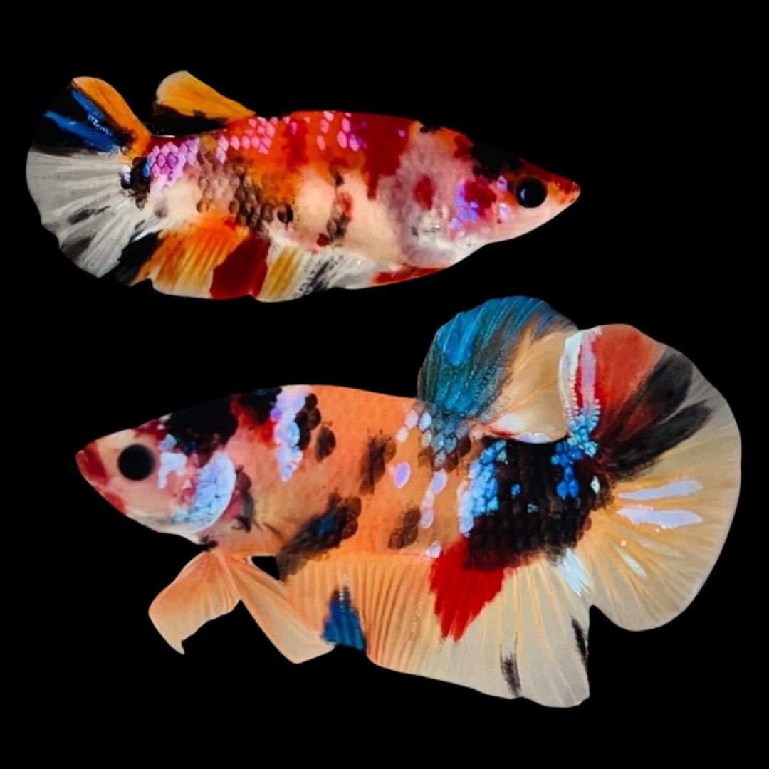 Rare Pair Koi Multicolors Betta Fish