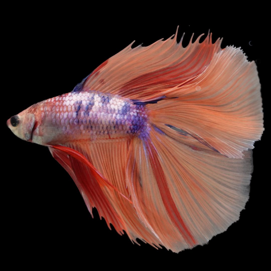 Rare Fullmoon Multicolors Betta Fish