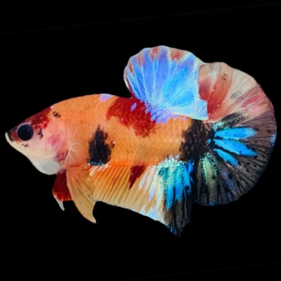 Rare Koi Multicolors Betta Fish