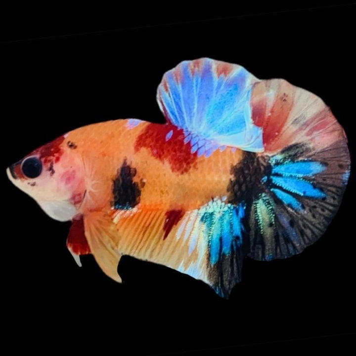 Rare Koi Multicolors Betta Fish