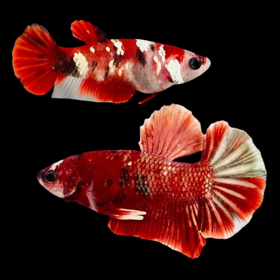 Rare Pair Red Copper Betta Fish