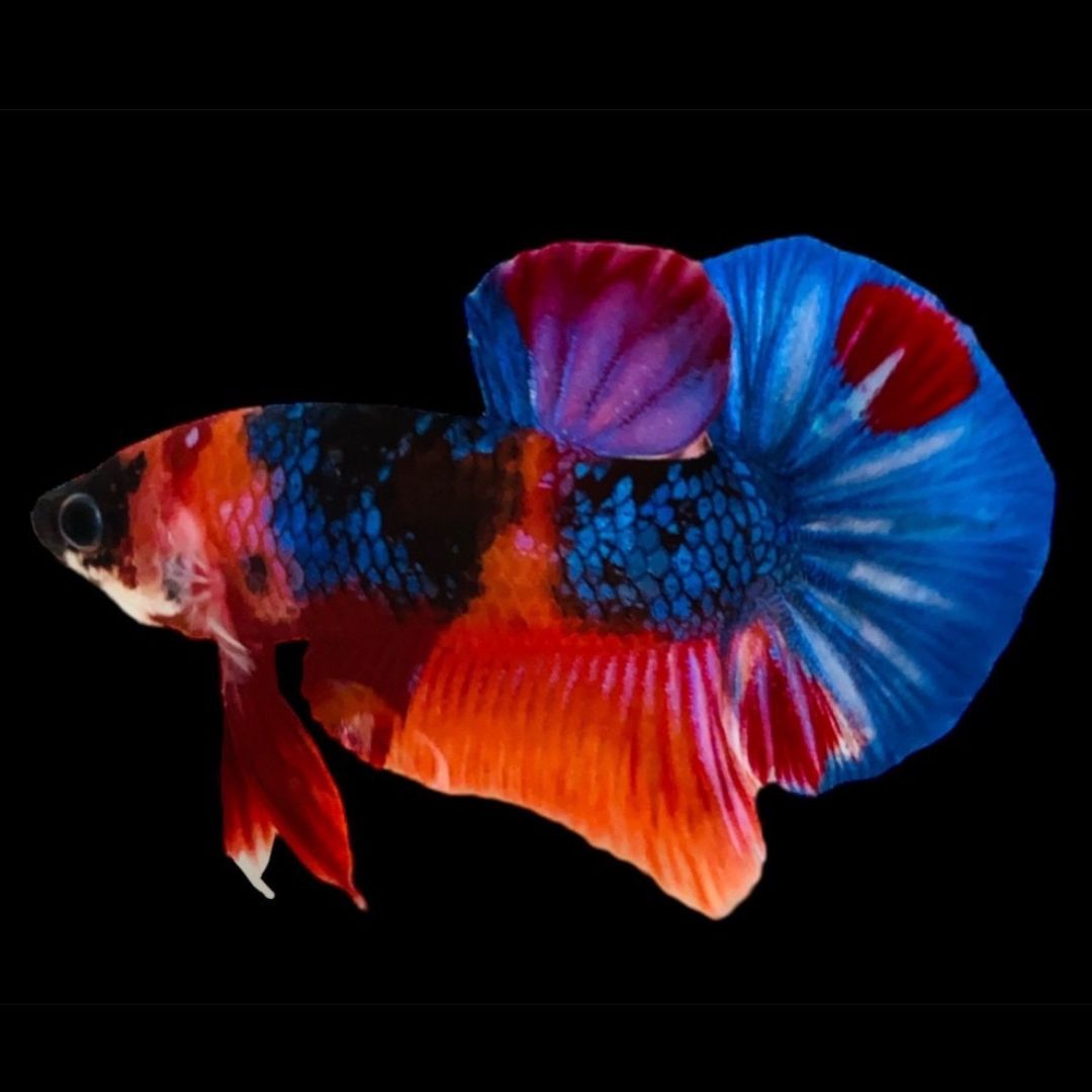 Rare Koi Multicolors Betta Fish