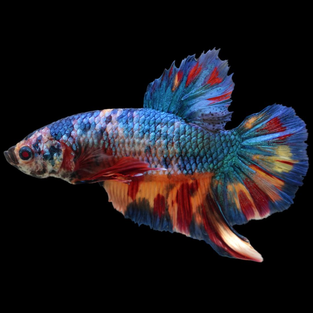 Rare Giant Multicolors Betta Fish