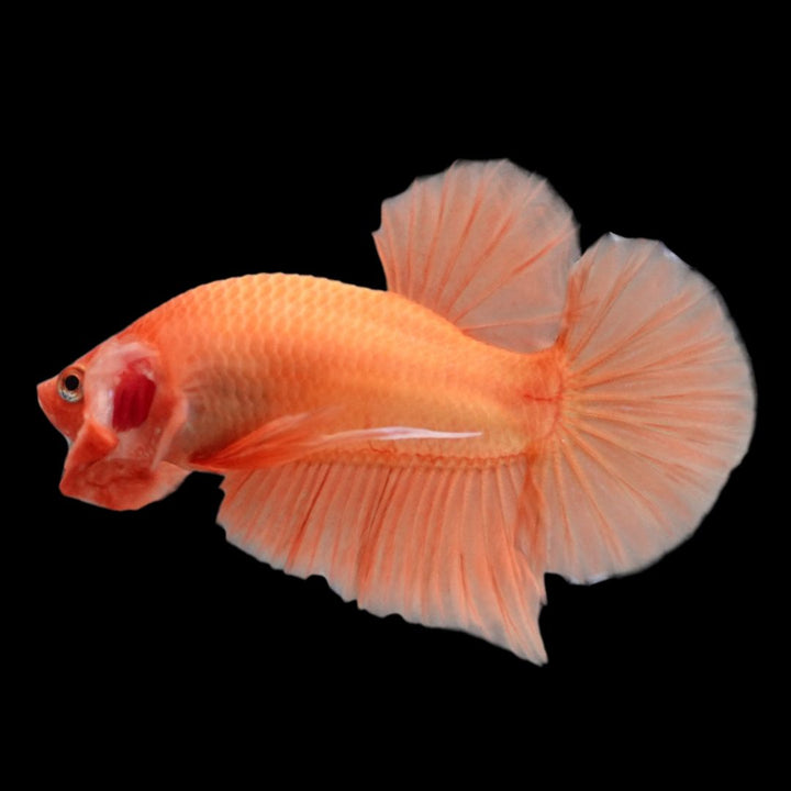 Marmalade Orange Betta Fish