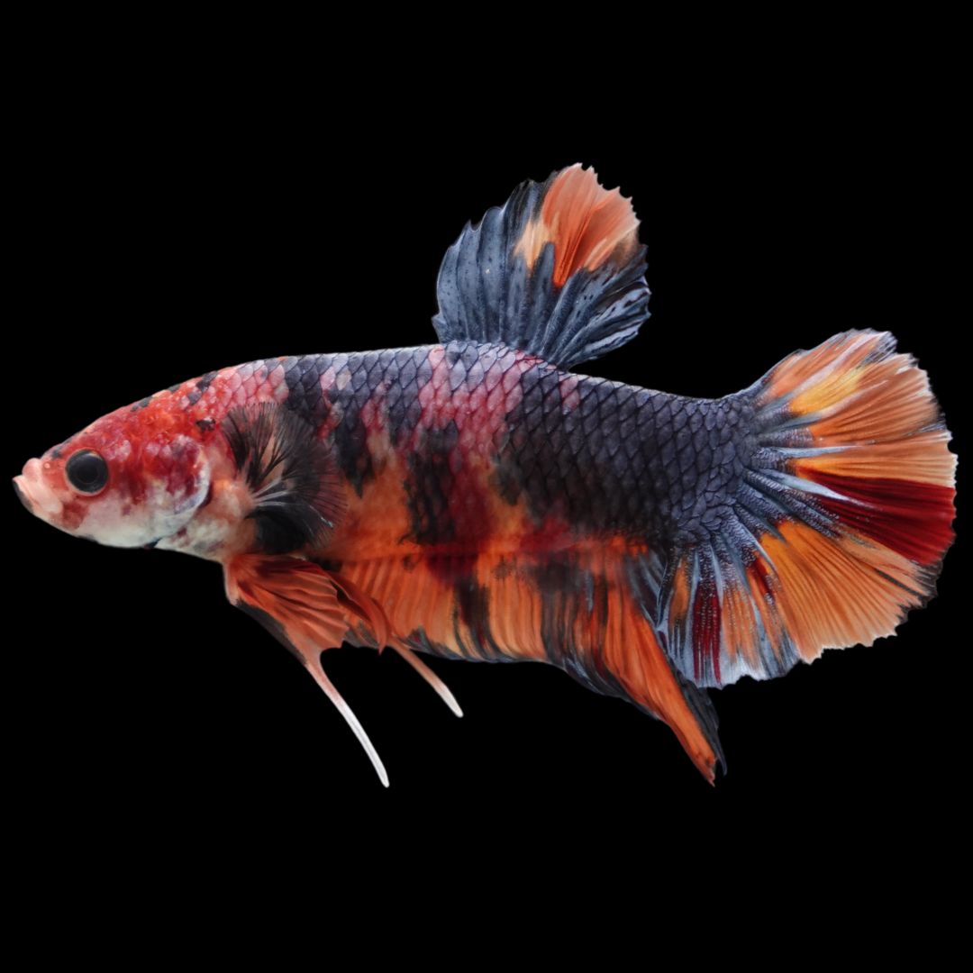 Rare Giant Multicolors Betta Fish