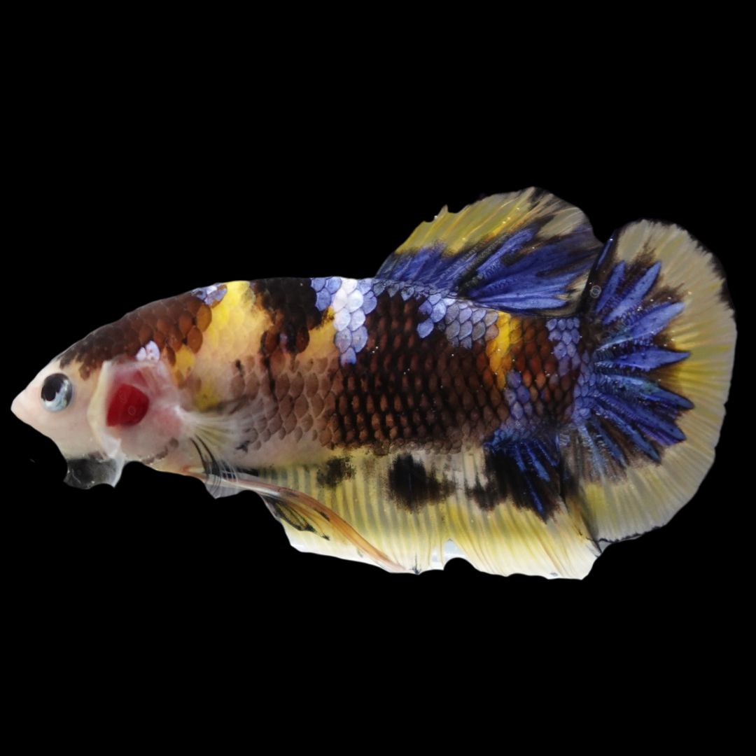 Rare Giant Yellow Tiger Betta Fish