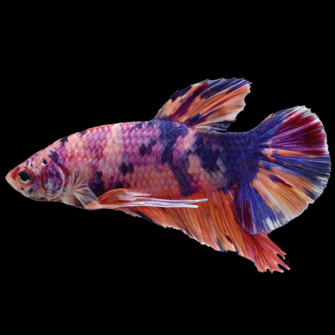 Rare Giant Multicolors Betta Fish