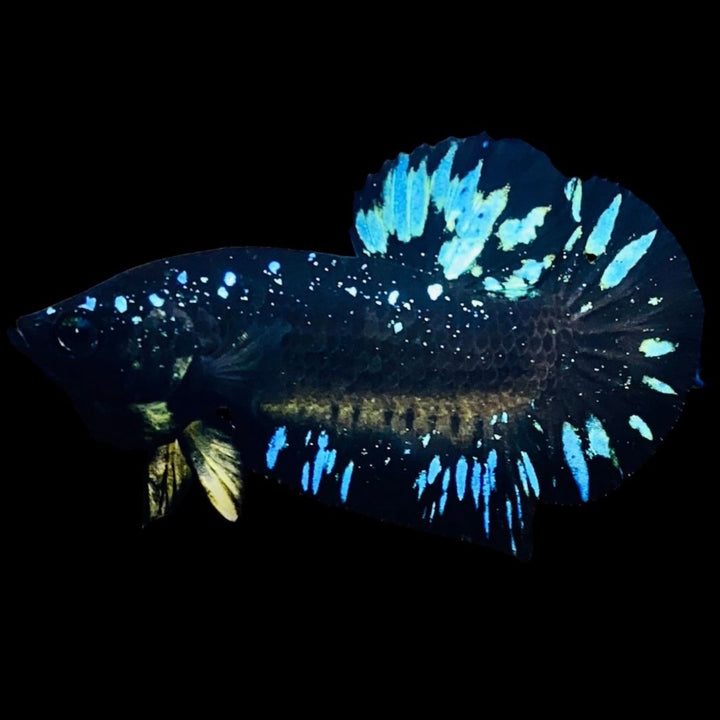 Rare Avatar Betta Fish