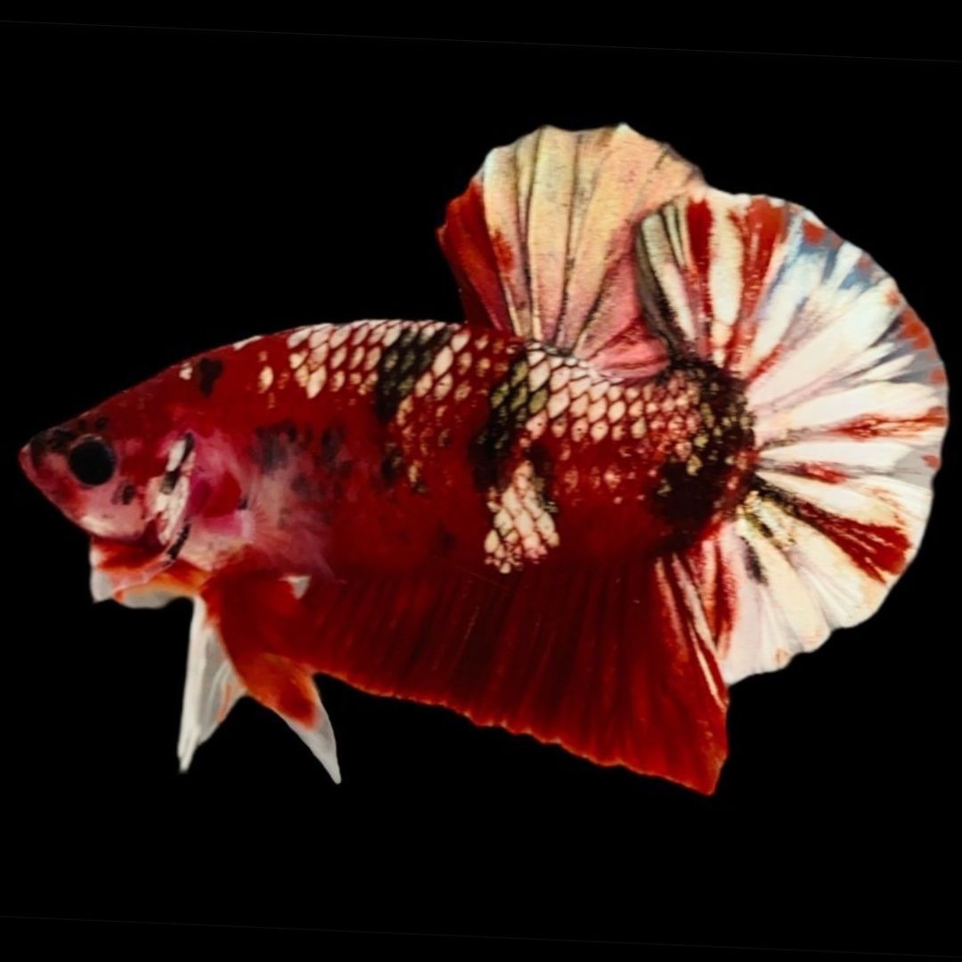 Rare Red Copper Betta Fish