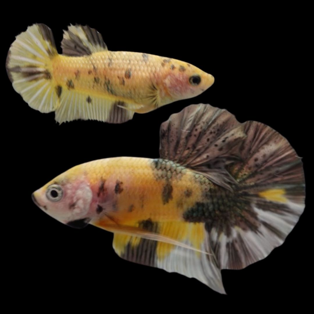 Competition grade - Pair Koi Copper Betta Fish
