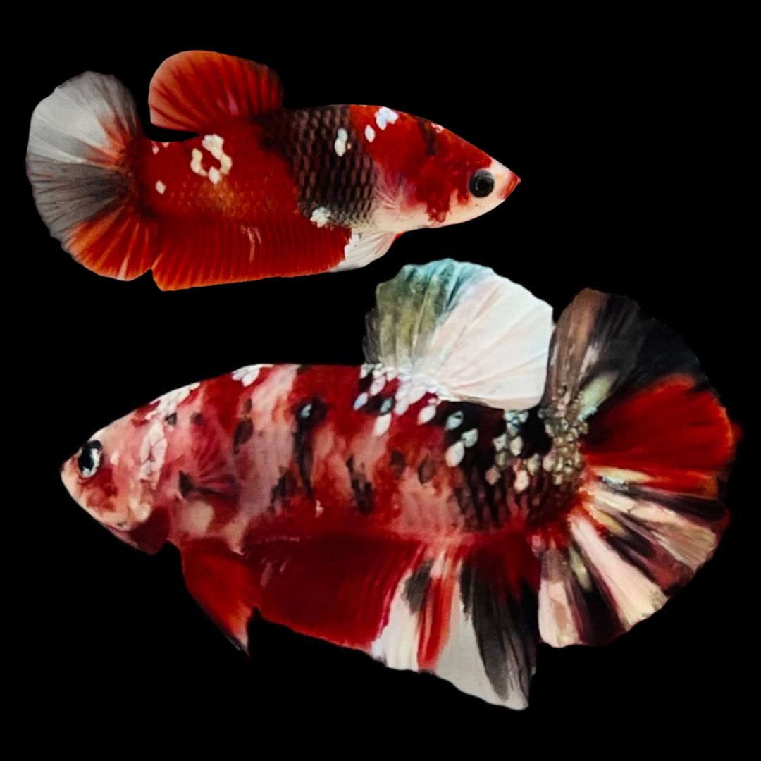 Rare Pair Red Copper Betta Fish