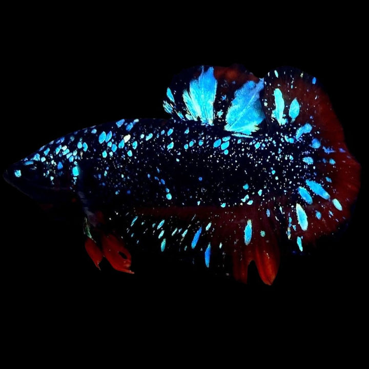 Rare Avatar Betta Fish
