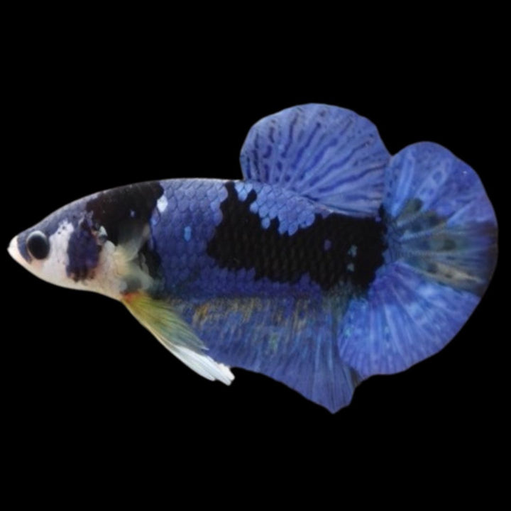 Rare Koi Multicolors Betta Fish (Male)