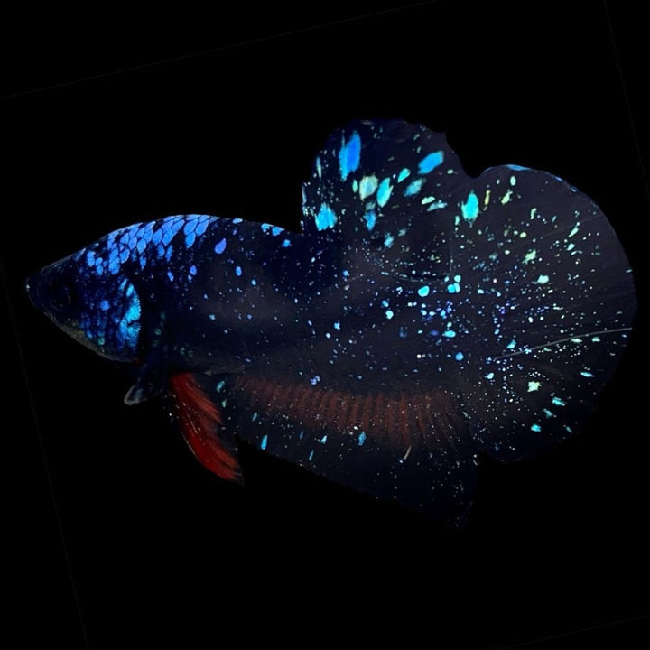 Rare Avatar Betta Fish