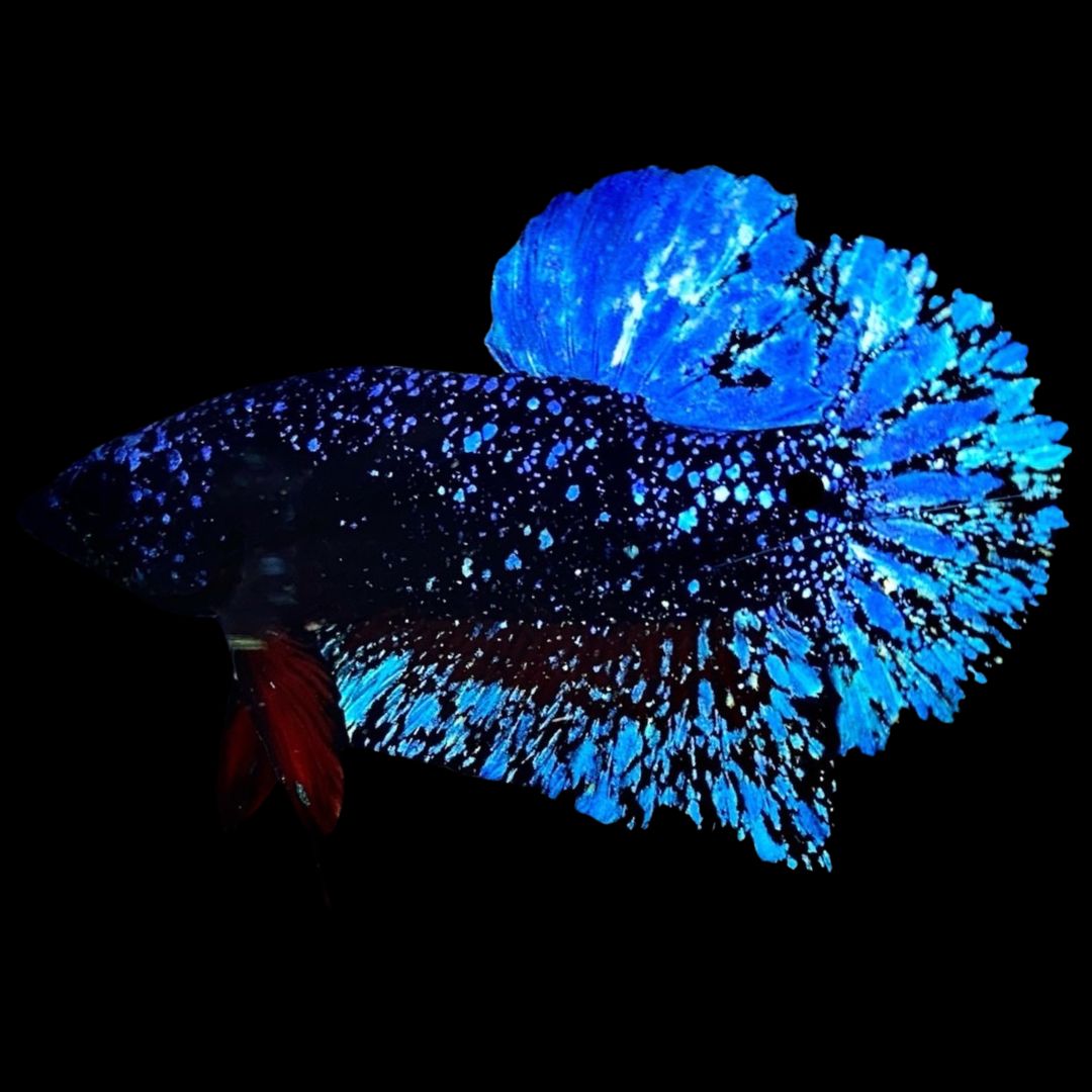 Rare Avatar Betta Fish