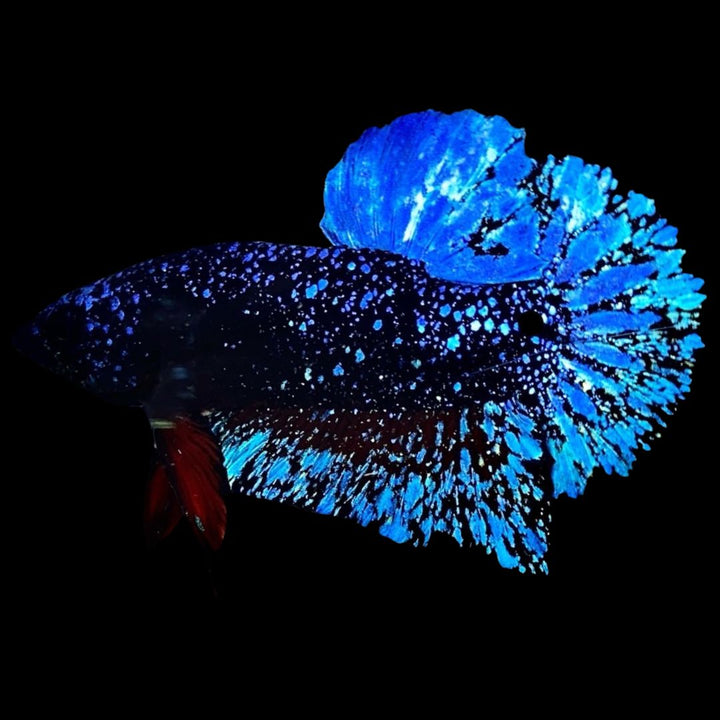 Rare Avatar Betta Fish