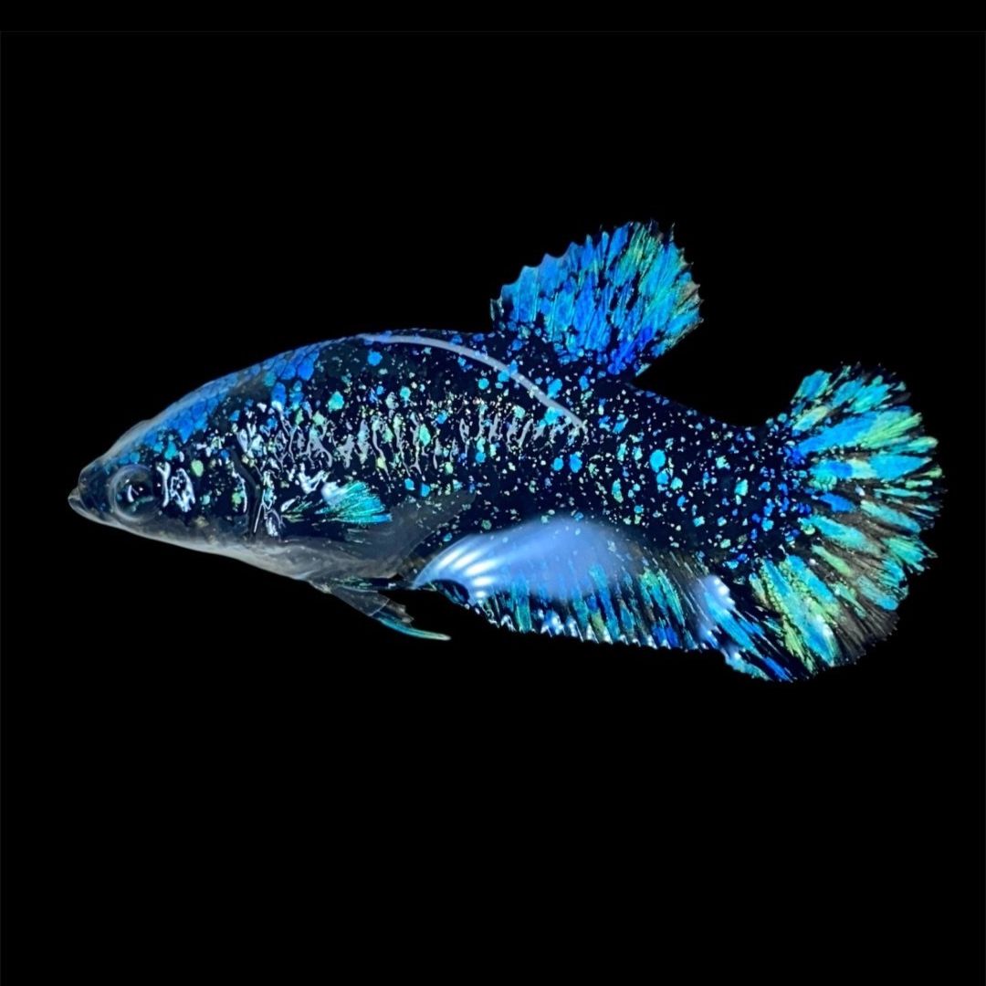 Rare Avatar Betta Fish