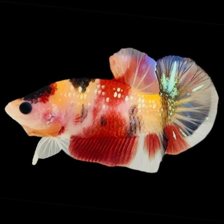 Rare Koi Multicolors Betta Fish