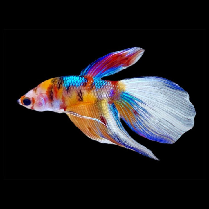 Rare Veiltail Koi Betta Fish