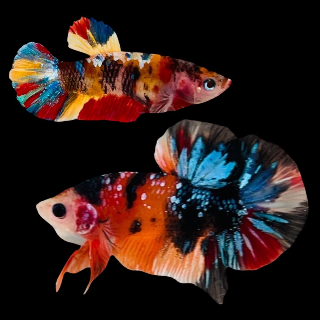 Rare Pair Koi Multicolors Betta Fish