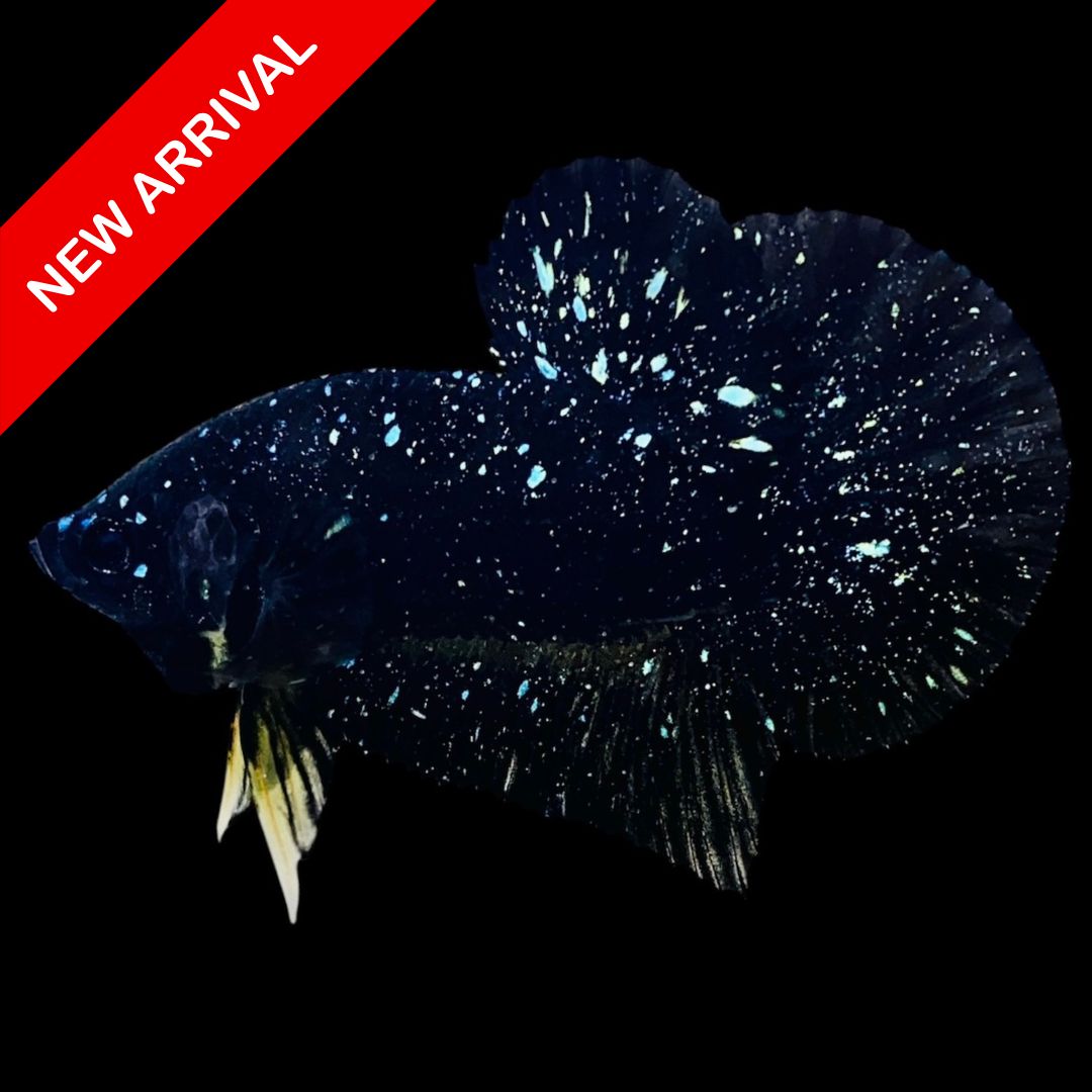 Rare Avatar Betta Fish