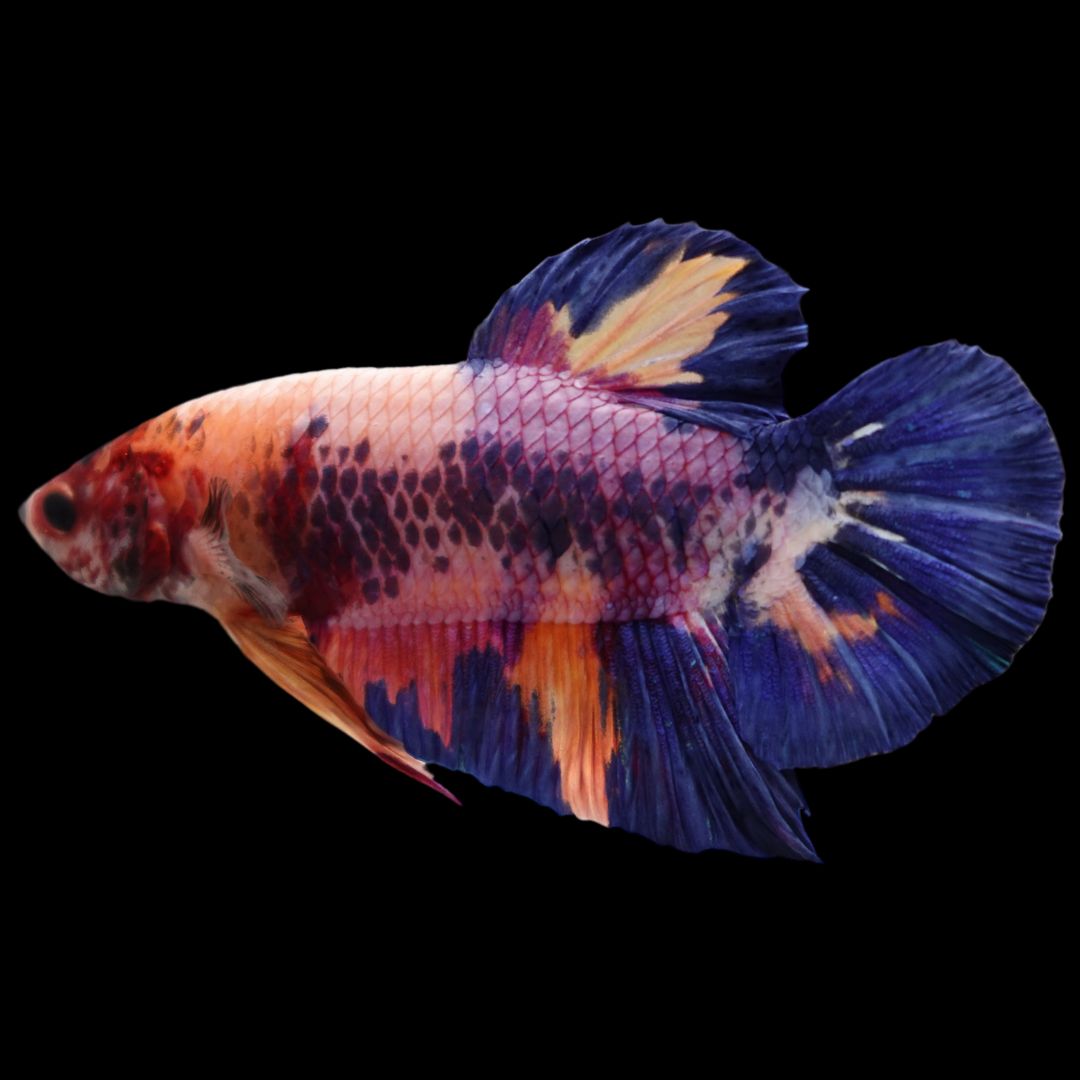 Rare Giant Multicolors Betta Fish