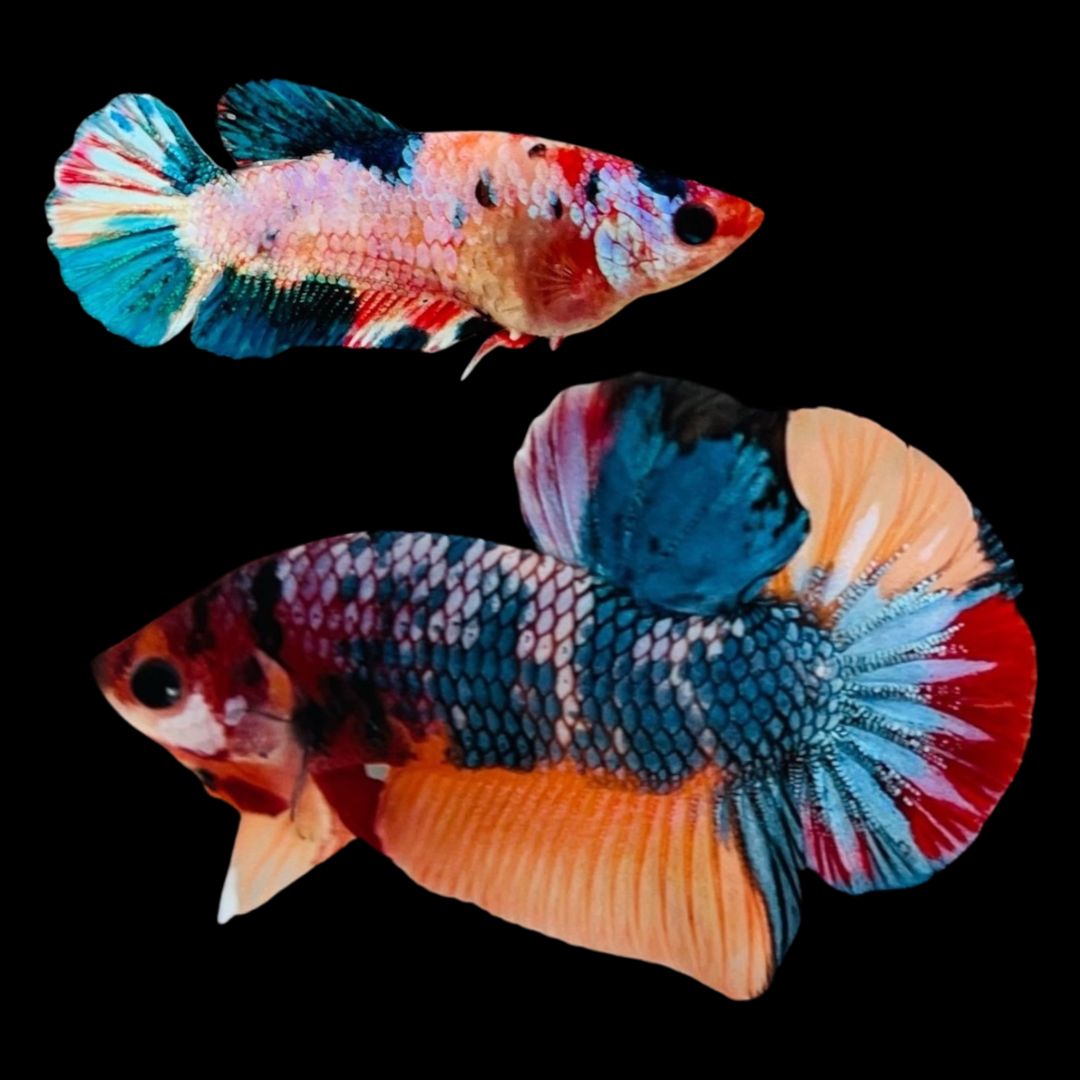 Rare Pair Koi Multicolors Betta Fish