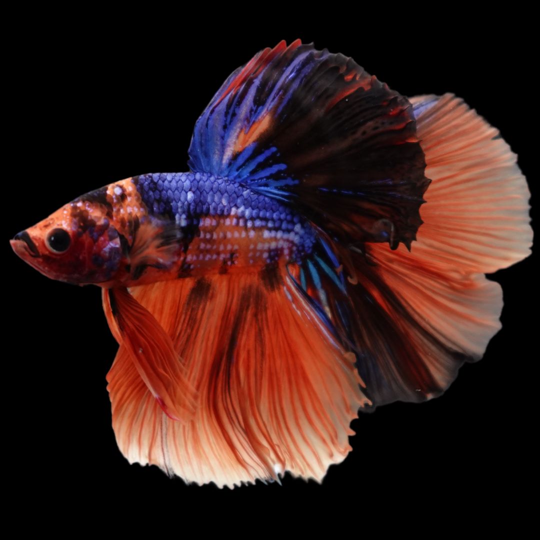 Rare Halfmoon Multicolors Betta Fish