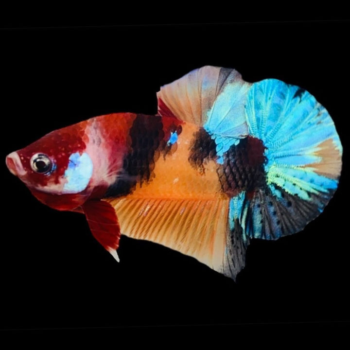 Rare Koi Multicolors Betta Fish