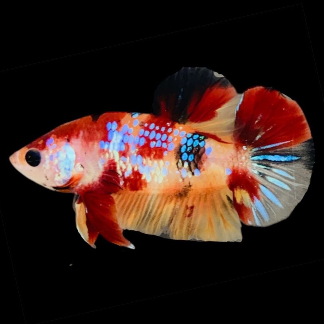 Rare Koi Multicolors Betta Fish