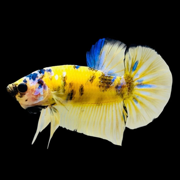 Rare Koi Multicolors Betta Fish